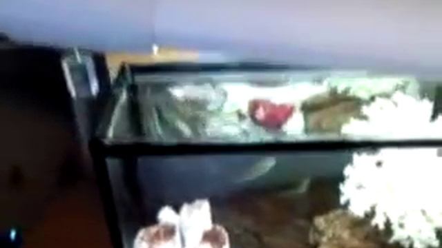 Мини-аквариум с макроподами смотреть онлайн