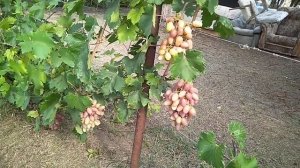 Первая срезка с винограда, сорт «Юбилей Новочеркасска»