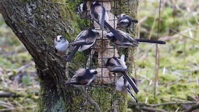 Long-tailed Tits смотреть онлайн