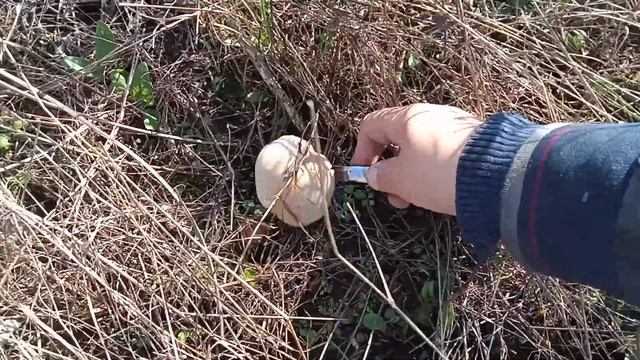 ГРИБЫ АТАКУЮТ СИНЯЯ НОЖКА И ШАМПИНЬОНЫ #грибы #тихаяохота #поиск #сборгрибов