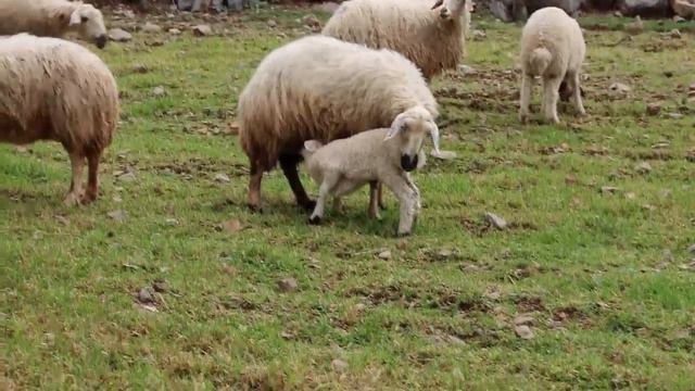 Koyun Kuzu Buluşmasında🐑 Kuzu Sesi🐑 Koyun Sesi🐑 Koyunlar 🐑Kuzular Hepsi Bir Arada