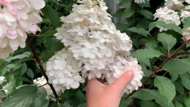 ?Метельчатая гортензия ‘Ванилла Фрэйз’. ?Как формировать на штамбе.⭐️Hydrangea pan.Vanilla Fraise смотреть онлайн