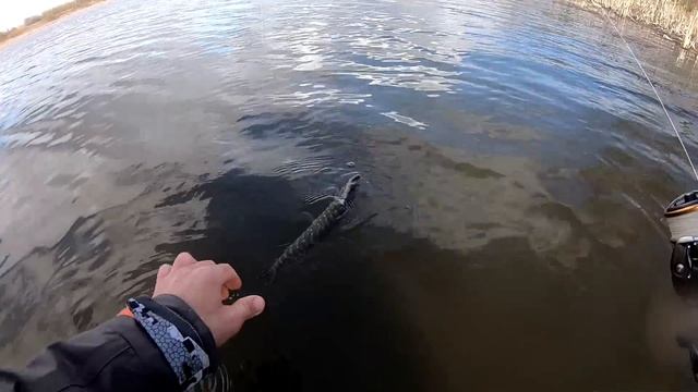 Щука КЛЮЁТ Вечером !!! Вечерняя Pыбалка на Щуку с берега. Рыбалка на спиннинг с берега. смотреть онлайн