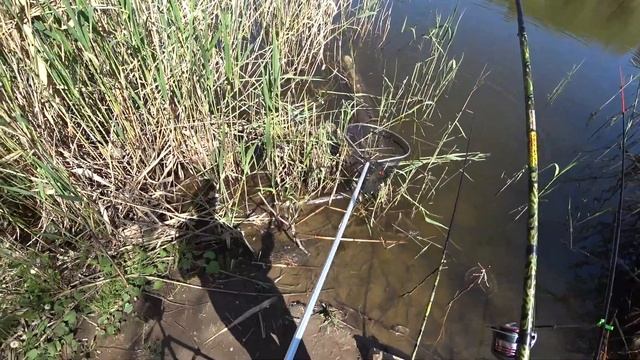 Карась на поплавочную удочку, в заливе Волги. смотреть онлайн