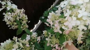 Метельчатая гортензия «Конфетти».