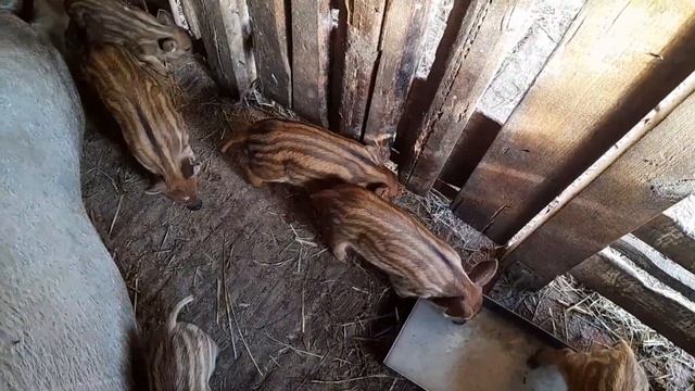 Коза страдает. Козлята продалжают рождаться. смотреть онлайн