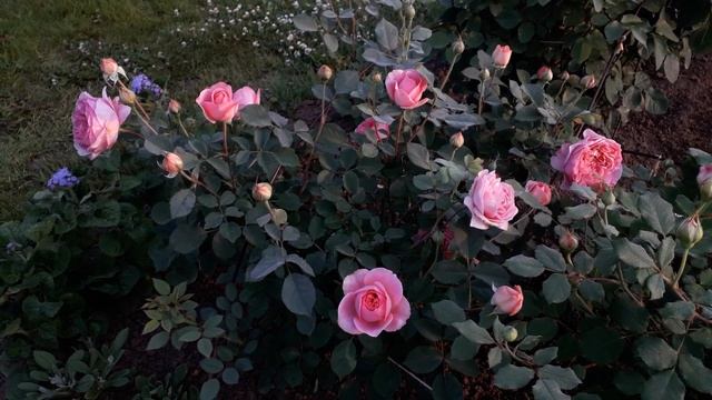 ✿➽ Новые розы в саду 2022 часть 2 смотреть онлайн