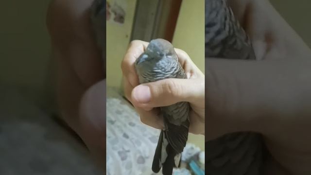 Ответ от Бога в виде горлицы смотреть онлайн