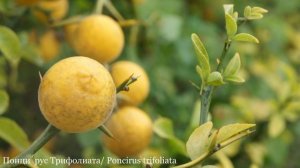 Нужна ли Цитрусам холодная зимовка. Трифолиата, так ли она страшна/ Цитрусовый Рай МариАны