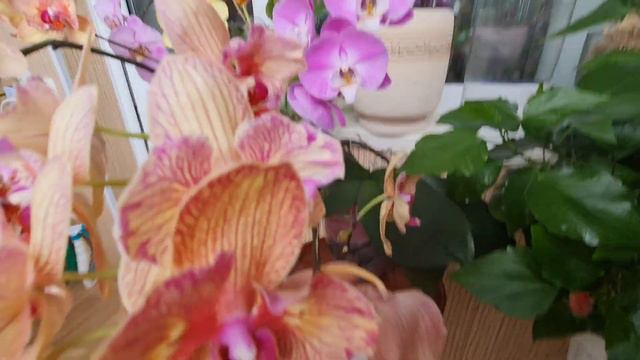 годы непрерывного цветения орхидеи фаленопс смотреть онлайн