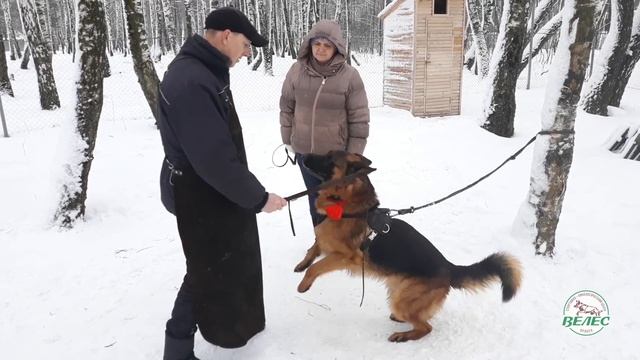 Кинологический центр "Велес" смотреть онлайн