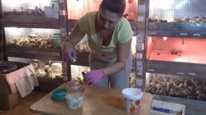 Поилка для перепелят. Чтобы не тонули. Поилка для перепелов