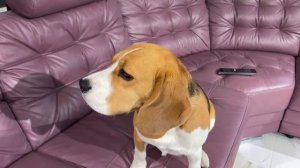 ЖАЛКО ШЕРЛОКА. ЗАБОЛЕЛ. БРОС ШОУ ПЕТ