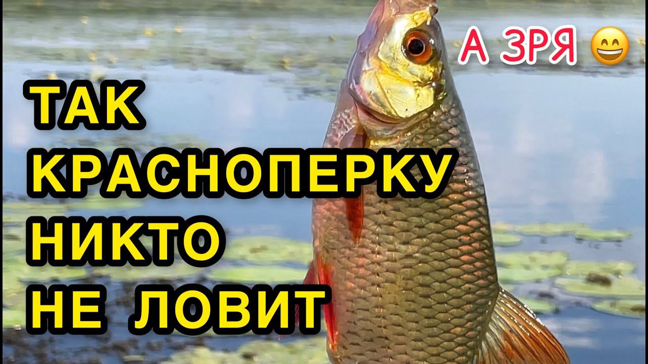 Ловля красноперки на поплавок в кувшинках. Теперь вся красноперка ваша! смотреть онлайн