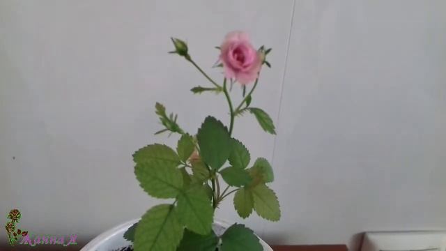 Ангельская роза из семечка! Обворожительная малышка!!!! смотреть онлайн