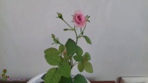 Ангельская роза из семечка! Обворожительная малышка!!!!