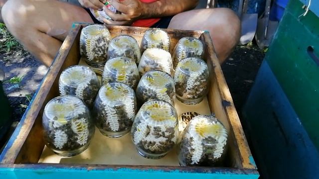 Сотовый мёд в банке, выгодно или НЕТ? смотреть онлайн