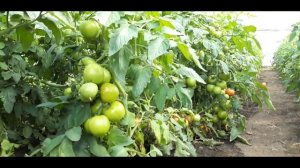 ОБЗОР ТОМАТ КАПОНЕТ f1 #Syngenta - МЕГА Урожайный полудет!