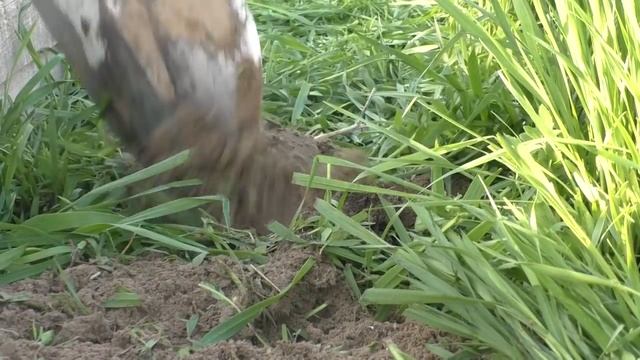 ЗАЧЕМ Я ВЫСАЖИВАЮ ПЕРЕЦ В СИДЕРАТЫ!? Садим-сеем. Мой опыт. смотреть онлайн