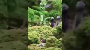 Гномы в лесу, редкие кадры. Случайно снятое видео на камеру.  Аномальная съёмка маленьких гномов.