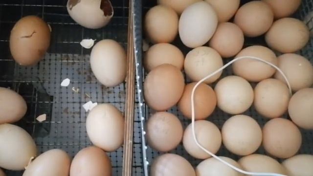 21-е сутки. Вывод цыплят . Что опять не так? смотреть онлайн