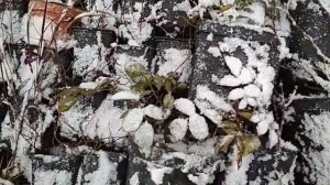 зимовка саженцев в горшках