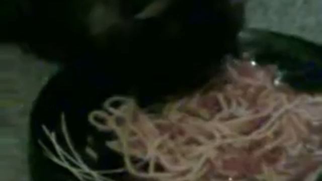 The Real Spaghetti Cat xD смотреть онлайн