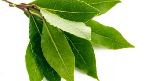 Как Выращивать  Лавровый Лист из Семян Дома