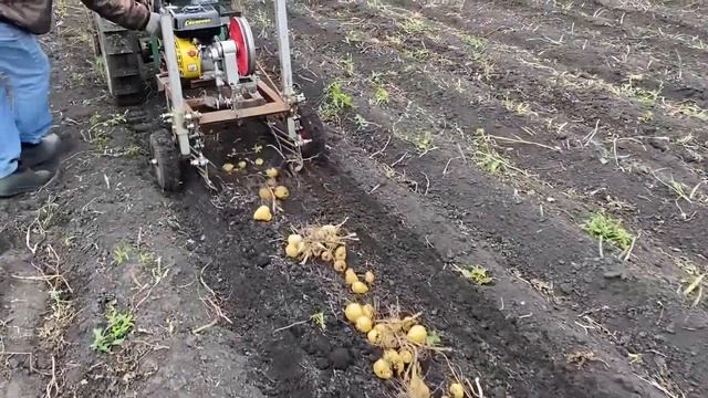 Переделанная картофелекопалка для минитрактора смотреть онлайн