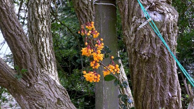 Old Git on the Cut Flower 4K to 1080p смотреть онлайн