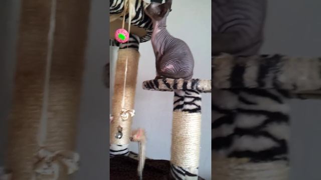 Папашка-кот породы бамбино с детьми