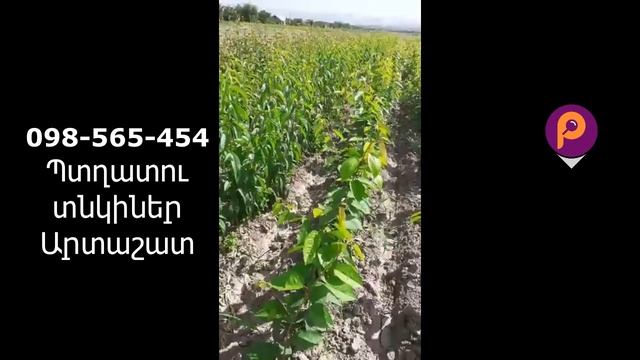 Саженцы из Армении: абрикос, персик, груша, слива. Transplants from Armenia. смотреть онлайн