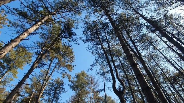 СОСНОВЫЙ БОР. смотреть онлайн