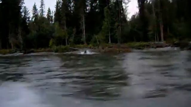 Медведь на реке смотреть онлайн