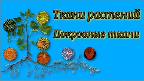 Ткани растений Покровные ткани Биология 5 - 6 класс. смотреть онлайн