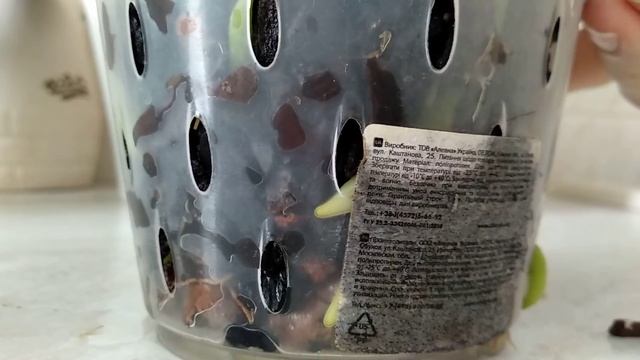 ПОЛИВАТЬ орхидеи ТОЛЬКО ТАК! КОРНИ ПРУТ, листья РАСТУТ, цветонос ПРОСЫПАЕТСЯ! ❤️такой ПОЛИВ орхидеи