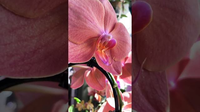 Phalaenopsis Papaya Фаленопсис Папайя смотреть онлайн