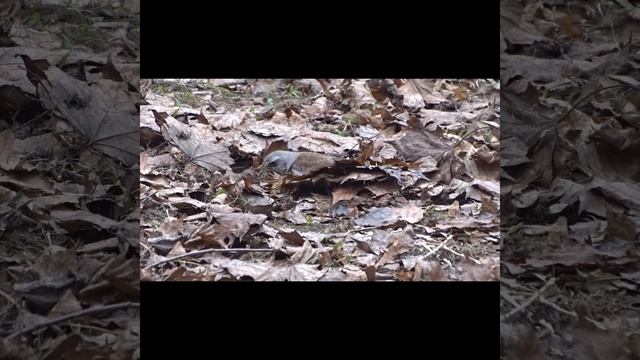 Рябинник и скворец смотреть онлайн