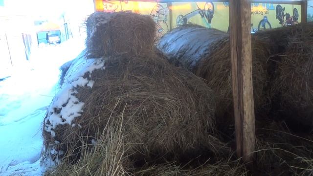 С праздником ! Внимание , ОПАСНОЕ сено ! смотреть онлайн