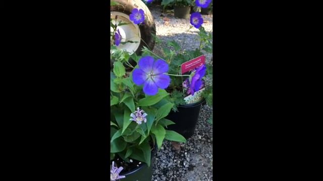 Hardy fall plants: Rozanne Geranium and Toad Lily смотреть онлайн