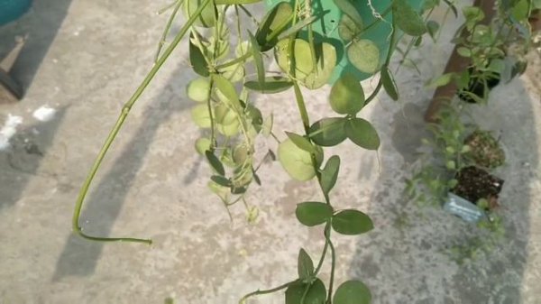 My dischidia collection/Dischidia ruschifollia/dischidia ovata/ dischidia #dischidia #dischidiaplan