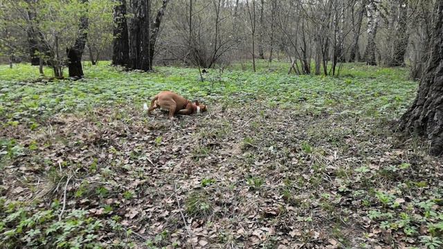 Собака Басенджи кайфует в лесу ) смотреть онлайн