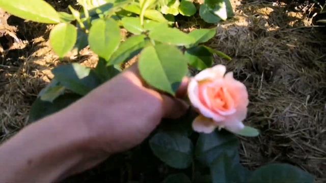 Розы весенней посадки. Парблю. Boscobel. Краун принцесс маргарет. Санмейд. И другие. Роза смотреть онлайн