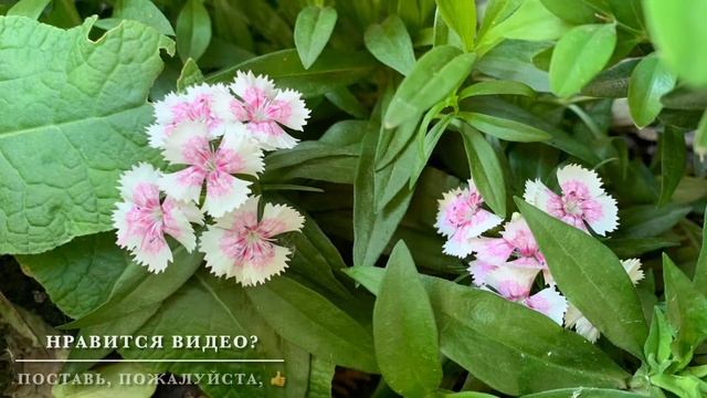 Цветок ГВОЗДИКА или «божественный цветок» Гвоздика турецкая. Цветок для ленивых. смотреть онлайн
