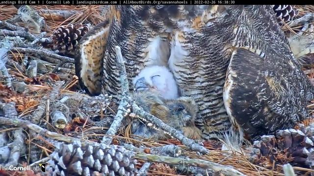 Savannah Great Horned Owls_Adorable feeding, full with love?/ Красивое кормление, полное любви? смотреть онлайн