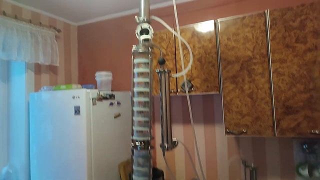 Попугай Domspirt