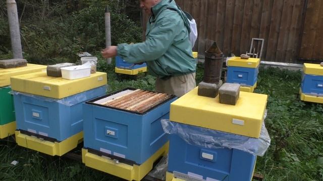 Клещ варроа, метод борьбы с помощью муравьиной кислоты. смотреть онлайн