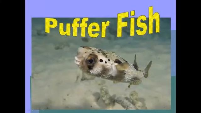 Рыбы по-английски (Fishes) смотреть онлайн