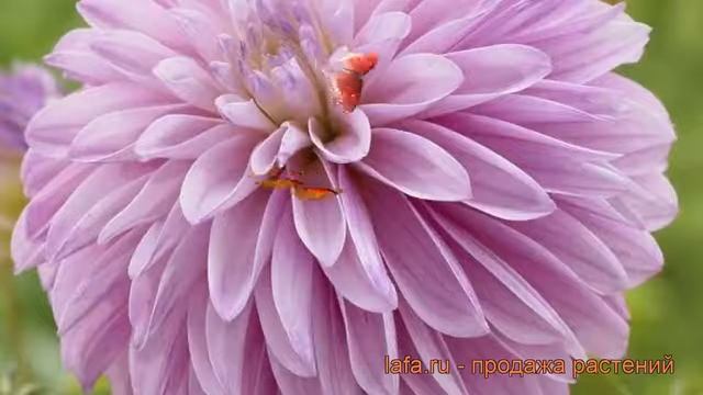 Георгина декоративная Парадайз Сити ? обзор: как сажать, рассада георгины Парадайз Сити смотреть онлайн