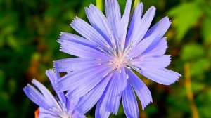 Полевой цветок 5